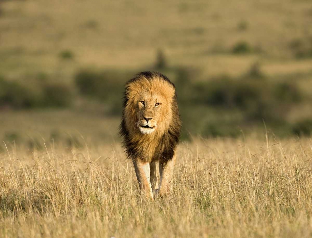 Kenya, Masai Mara Male lion walking in dry grass